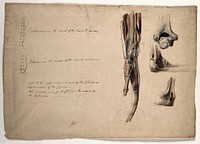 The muscles, bones and tendons of the arm and hand. Pen and ink, with pink, brown and blue watercolour washes, by C. Landseer, ca. 1815.