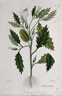 Thorn-apple or Jamestown weed (Datura stramonium): entire flowering and fruiting plant. Coloured etching by A. Duménil, c. 1865, after P. Naudin.