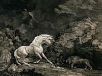 A horse frightened by a lion. Etching by G. Stubbs, ca. 1800.