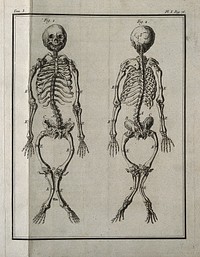 A rachitic skeleton, measuring two feet two inches in length, seen from the front and the back. Engraving, 1749.