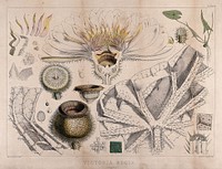Giant water lily (Victoria amazonica): twenty one different anatomical segments of the plant. Coloured lithograph by W. Fitch, c. 1845, after himself.
