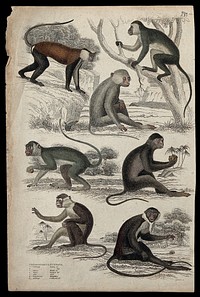 Seven different specimen of the genus Cercopithecus (guenons) shown in their natural habitat. Coloured etching by S. Milne.