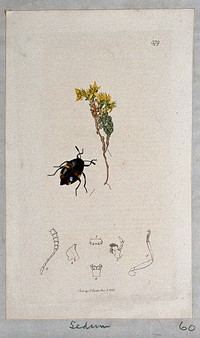 Stonecrop or wall pepper plant (Sedum acre) with an associated beetle and anatomical segments. Coloured etching, c. 1831.