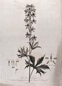 Bee Larkspur (Delphinium sp. var.): flowering stem with separate labelled floral segments. Engraving by J. Caldwall, c.1805, after P. Henderson.