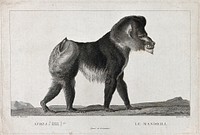 A mandrill (large W. African baboon). Etching by S. C. Miger, ca. 1808, after N. Maréchal.