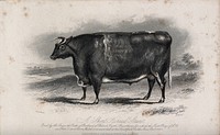 A short horned steer. Etching by E. Hacker, ca 1849, after W.H. Davis.