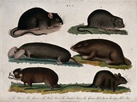 Top left, a rat; top right, a mouse; centre left, a water rat; centre right, a pouched rat; bottom left, the African mole rat; bottom right, the cape mole rat. Coloured etching by J. Pass, 1818.