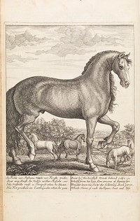 The anatomy of an horse - frontispiece.