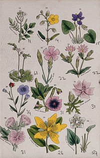 Twelve British wild flowers with their common names. Coloured engraving, c. 1861, after J. Sowerby.