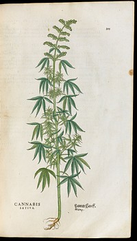 M0002892: Illustration from Historia Stirpium