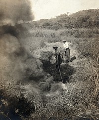 Miraflores, the Panama Canal Zone: rising smoke as two West Indian men burn grass away from the side of a ditch as part of a mosquito control programme implemented during the construction of the Panama Canal. Photograph, 1910.