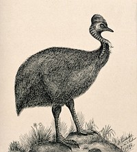 A cassowary bird standing on a rock. Reproduction of an etching by F. Lüdecke.