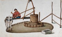 Delhi: a woman making a cow work the oil mill. Watercolour by an Indian artist.