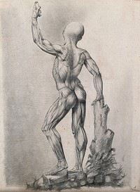 An écorché figure with left arm raised, leaning on a tree stump, seen from the back. Pencil drawing by or associated with A. Durelli, ca. 1837.