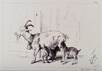 A nanny goat with two kids, one of which is feeding on its mother. Etching by C. Lewis after E. H. Landseer.