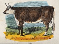 A cow. Coloured wood engraving.
