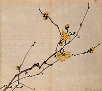 A flowering shrub: branch with yellow flowers on old wood. Watercolour.
