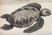 A loggerhead turtle. Etching.