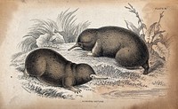 Two echidna setosa (a toothless burrowing mammal) sitting on a meadow near the water. Coloured etching by W. H. Lizars after C.H. Smith.