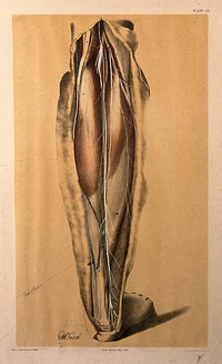 Dissection of the back of the lower leg, showing the muscles, blood vessels and veins of the calf and ankle. Colour lithograph by G.H. Ford, 1867.