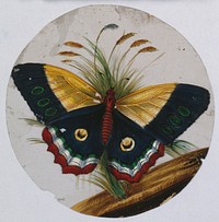 A purple, yellow, red and green butterfly. Gouache painting on mica by an Indian artist.
