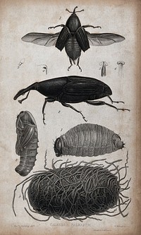 A palm weevil: adult, larva and pupa in palm fibres. Etching by W. Kelsall after the Revd. L. Guilding.