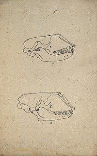 Two animal skulls, shown from the side. Lithograph by R. Ball  1857.