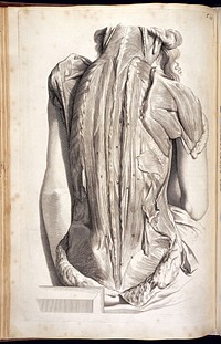 Vigesimanona Tabula. Engraving of a flayed back of a female showing the Lumbar