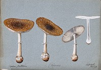 Panther cap fungus (Amanita pantherina): four fruiting bodies, one sectioned. Watercolour, 1898.