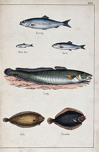 Above, a herring, a white bait and a sprat; below, a ling, a sole and a flounder. Coloured lithograph.