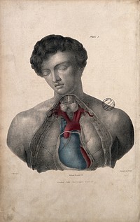 Dissection of the chest of a young man to show blood-vessels around the heart. Coloured lithograph by William Fairland, 1837, after J. Walsh.