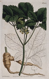 American ginseng (Panax quinquefolius): flowering stem, root and leaf. Coloured engraving by F. Sansom, c. 1810, after S. Edwards.