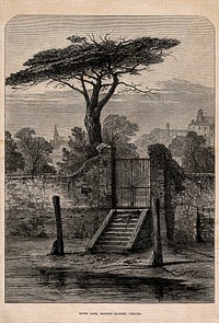 The Physick Garden, Chelsea: viewed from the river, showing water gate, mooring posts and steps. Wood engraving by W. J. Palmer.