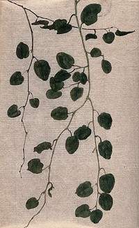 Three leaves, including two of dandelion (Taraxacum species). Watercolour.