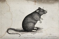 A black rat sitting upright on the ground. Etching by W. S. Howitt.