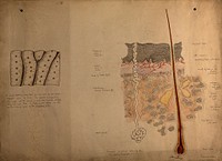 Diagram of the vertical section of the skin, highly magnified. Drawing, ca. 1900 .