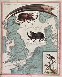 Two stag beetles crawling over a map of the world underneath a large mandible. Coloured etching by G. Edwards.