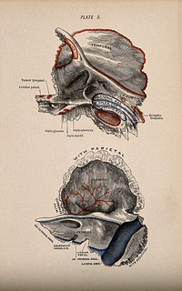 Bones of the skull: two figures. Colour wood engraving with letterpress, 1860/1900.