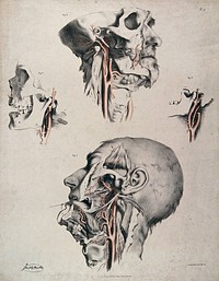 The circulatory system: four dissections of the male face, neck and skull, with arteries and blood vessels in red. Coloured lithograph by J. Maclise, 1841/1844.