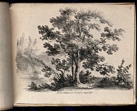 A tree, possibly an ash tree (Fraxinus species), with surrounding vegetation. Lithograph, c. 1822.