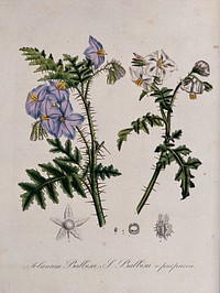 Two spiny plants (Solanum sisymbrifolium): flowering stems and floral segments. Coloured lithograph.