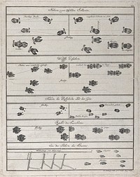 Various sets of animal tracks in one table, including those of wild boar, wolves, goats, lynx and hares. Etching by J. E. Ridinger.