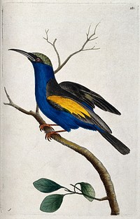 A bird, possibly a bee-eater (Merops apiaster). Coloured etching.
