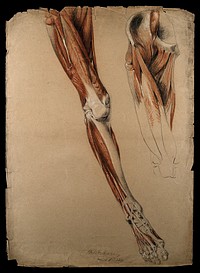 Bones, muscles and tendons of the pelvis, leg and foot: two details of an écorché figure. Red chalk and pencil drawing, with bodycolour, by W. Harvey, 1819.