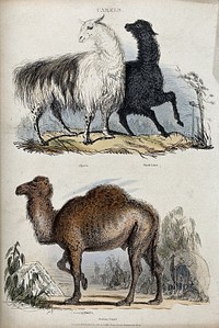 Three camels. Coloured etching by T. Landseer.