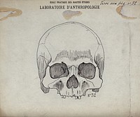 Skull (human ): front-view. Drawing by Léonce Manouvrier, ca. 1900.