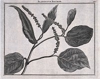 Pepper plant (Piper nigrum L.): fruiting stem. Line engraving after C. de Bruin, 1706.