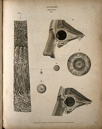 The human eye: seven figures, including cross-sections through the head, and microscopic images of the structure of the eye. Engraving by T. Milton, 1810.