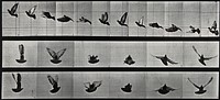 A cockatoo flying. Collotype after Eadweard Muybridge, 1887.