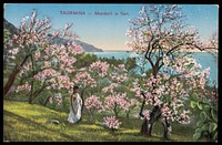 A Sicilian youth among almond trees by the sea. Process print, 190-.